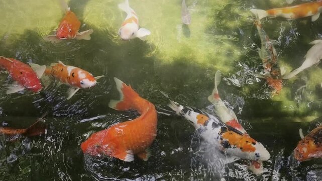 Colorful koi fish swimming and gathering in a calm garden pond