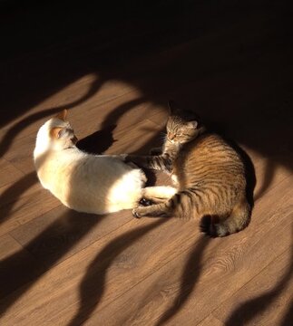 Two cats relax in sunny room with wooden floor and shadows playing around them