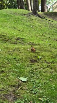 Small animal foraging on green grass in a park