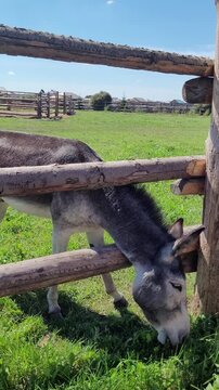 Donkey grazing in a green field near wooden fencing on a sunny day