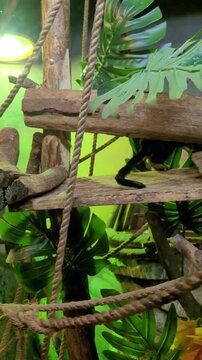 Monkey plays on branches in an indoor exhibit with tropical plants around it