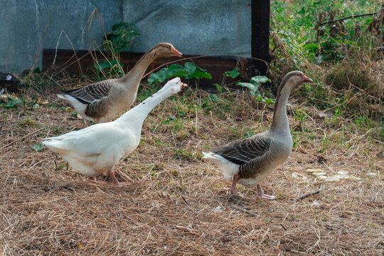 Three geese walking on dry grass near fence