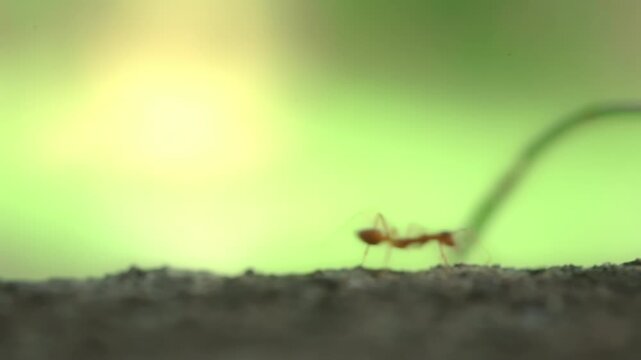 Red Ant Walking on Stone Surface Green Background in Garden