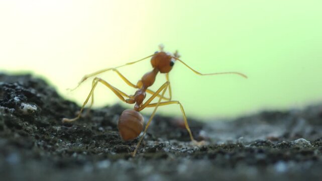 Red Ant Walking on Stone Surface Green Background in Garden
