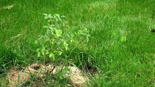 Healthy Rose bush with dry organic mulched grass. A Shrub rose seedling. Schneewittchen variety. Young rose plant with glossy green leaves on stems without thorns. Ornamental garden plant.