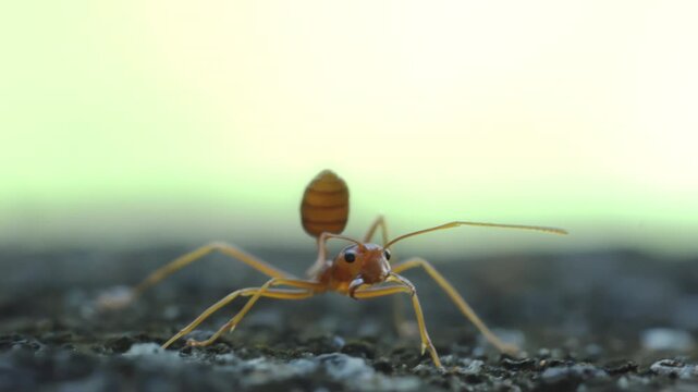 Red Ant Walking on Stone Surface Green Background in Garden
