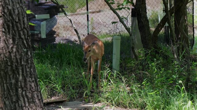 Young male white-tailed buck with velvet button antlers nibbling leaves foraging in suburban wooded area, representing wildlife adaptation to humans