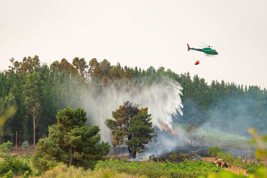 Helicopter dropping water, battling a widespread forest wildfire. Emergency services actively working to control the escalating blaze and prevent further destruction