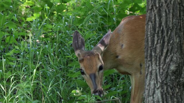Young male white-tailed buck with velvet button antlers nibbling leaves foraging in suburban wooded area, representing wildlife adaptation to humans