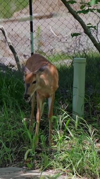 Young male white-tailed buck with velvet button antlers nibbling leaves foraging in suburban wooded area, representing wildlife adaptation to humans