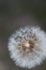 Fototapeta premium A close-up macro shot of a delicate dandelion seed head, showcasing its intricate structure against a soft, blurred background. The fragile nature of the plant is highlighted.