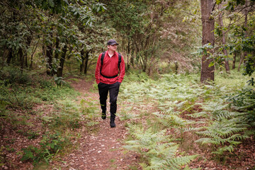 Obraz premium Man hiking a forest trail amongst ferns