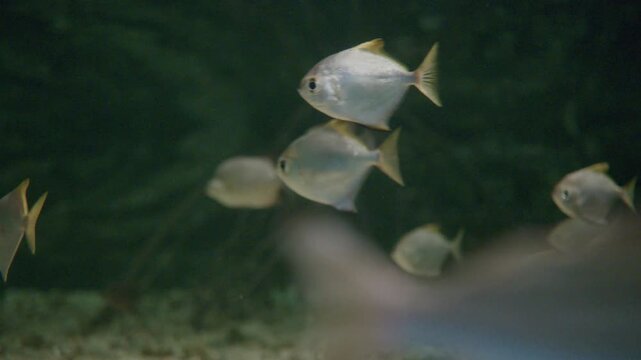 4K tropical fish in aquarium	