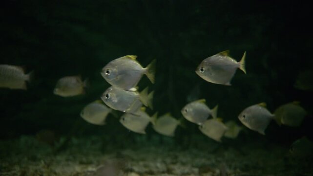 4K tropical fish in aquarium	