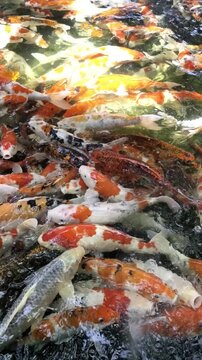 Colorful koi fish swimming actively in clear water pond