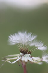 A close-up, macro photograph captures the delicate structure of a dandelion seed head in soft focus, with fluffy seeds beginning to detach and drift away against a blurred green background. © Mateusz