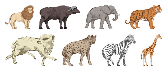 Obraz premium Illustrated African wildlife animals element set