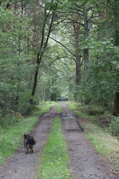 A solitary dog walks down a gravel road through a dense forest, bathed in dappled sunlight. The trees create a natural canopy, with lush green foliage on either side of the path