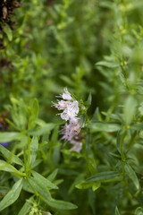 Fototapeta premium It is the flower of the savory herb.