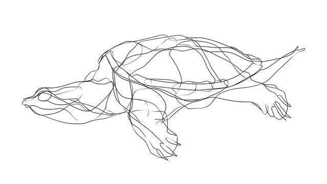 Line art turtle drawing white background.