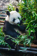 Giant panda bear eating © Pete Niesen Photo