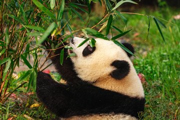 Giant panda bear eating © Pete Niesen Photo