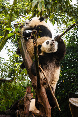 Giant panda bears playing in tree © Pete Niesen Photo