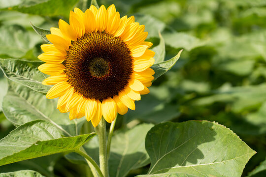 Beautiful yellow color sunflower in the agriculture farm background