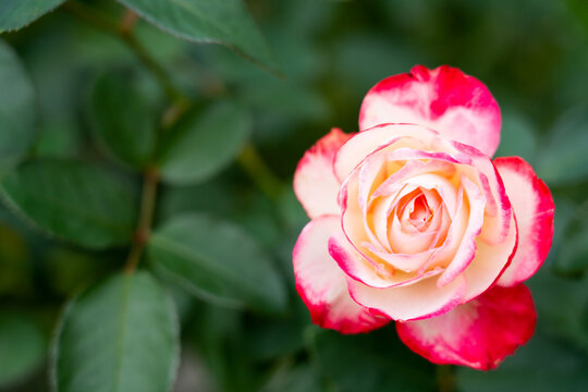 Bloom red rose with green leave in the garden