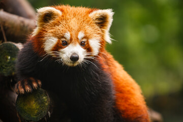 Fototapeta premium Red panda bear, Ailurus fulgens