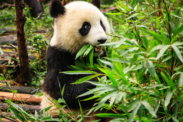 Obraz premium Giant panda eating bamboo