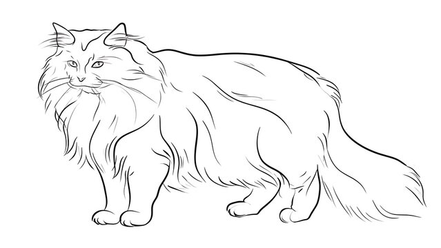 Elegant long haired cat illustration white background.