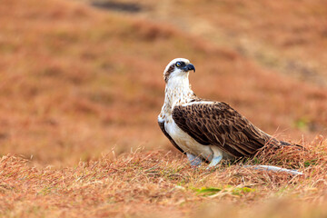 Fototapeta premium An Osprey (Pandion haliaetus) perched on dry grass with a fish.