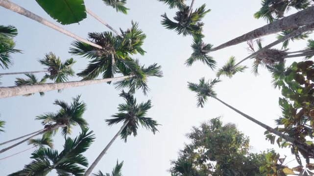 Low angle spinning shot of betel nut trees in rural Assam