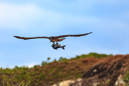 Osprey (Pandion haliaetus) flying with a fish in its talons.