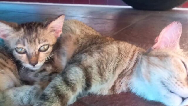 Two cats rest close together on a wooden floor. One cat sleeps peacefully with eyes gently closed. The other cat watches attentively, ears perked, gaze soft. Their fur blends warm tones of brown.