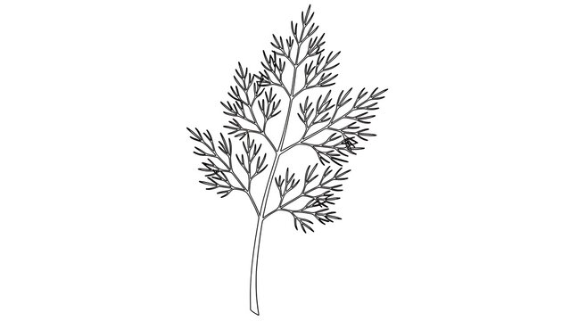 Dill plant illustration on white background.