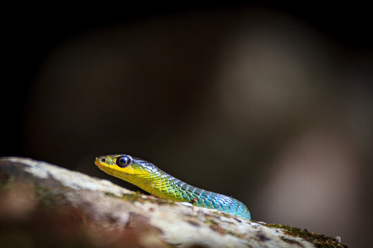 Colorful  green tree snake, Dendrelaphis punctulatus