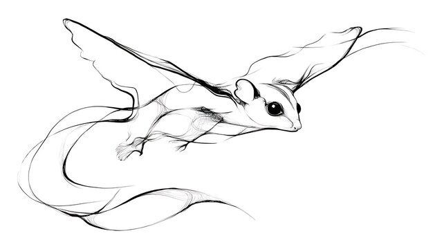 Sketch of flying creature with wings white background.