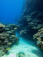 Fototapeta premium Great Barrier Reef Australia