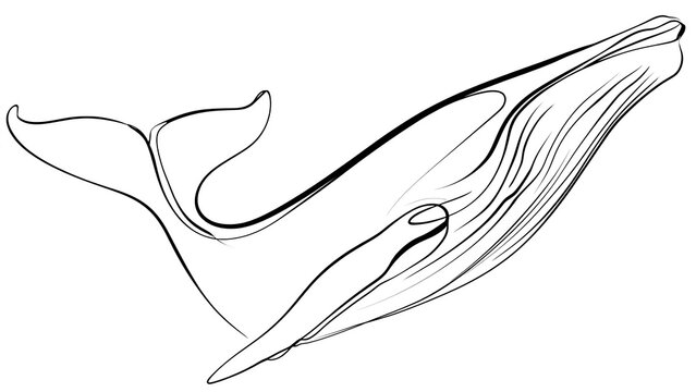 Elegant whale line art illustration white background.