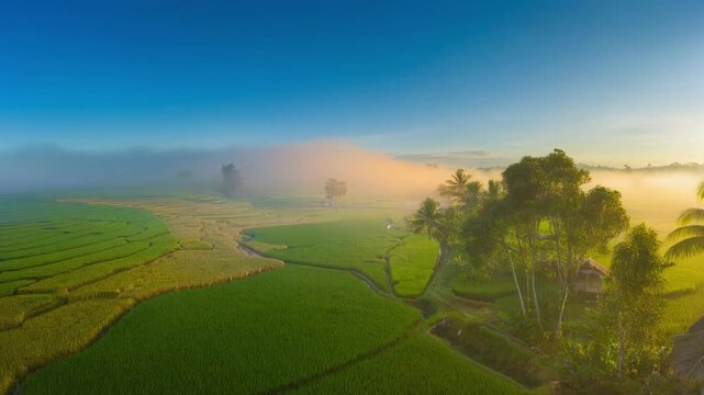 Scenic green rice fields with palm trees and a small hut under a clear blue sky at sunrise