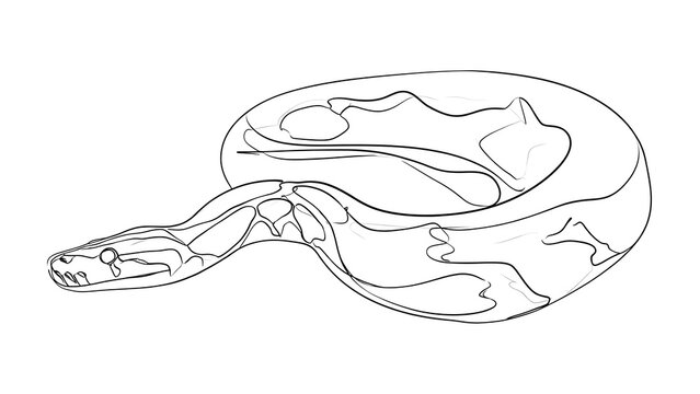Ball python skeleton illustration white background.