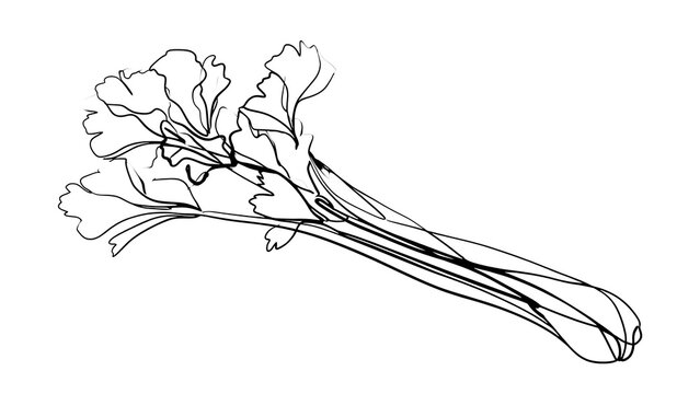 Celery stalk illustration on white background.