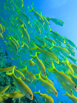 Yellow Tail Surgeon Fish at Great Barrier Reef Australia