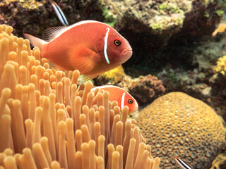 Clown fish Great Barrier Reef Australia © Pete Niesen Photo