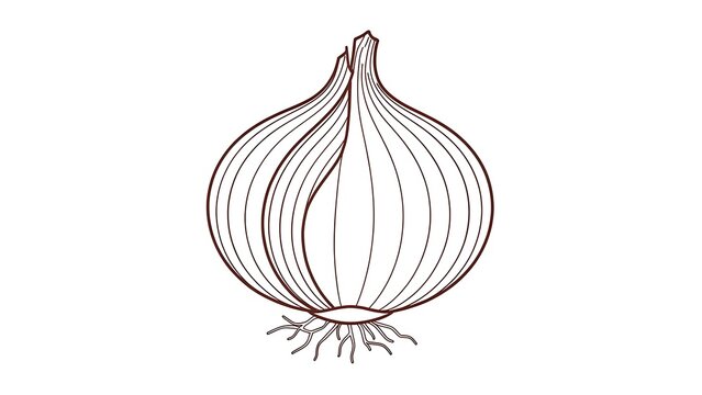 Black and white onion illustration white background.