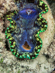 Great Barrier Reef Australia © Pete Niesen Photo