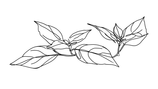 Basil plant line art illustration white background.