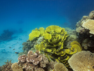 Great Barrier Reef Australia © Pete Niesen Photo